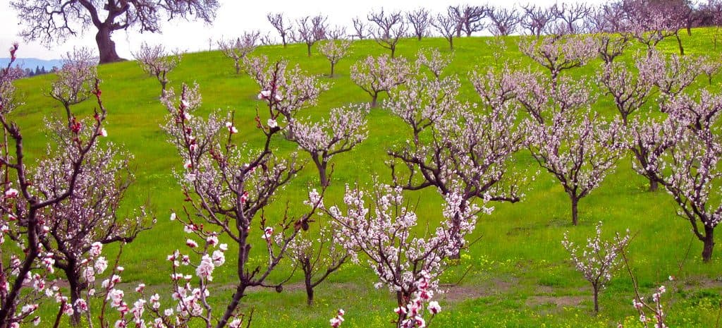 Falkner Creek Farm