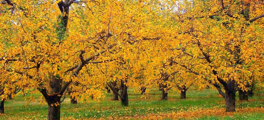 Hartfield Orchards