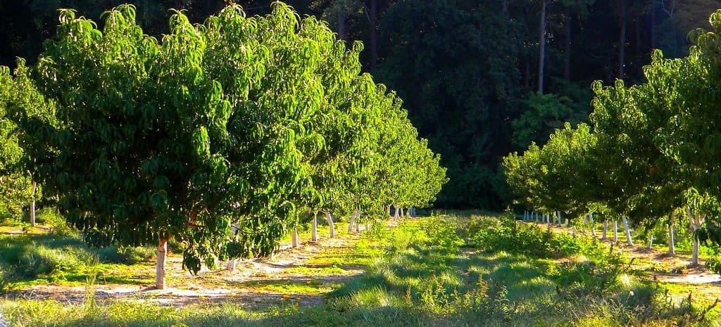 Simmons Family Orchards