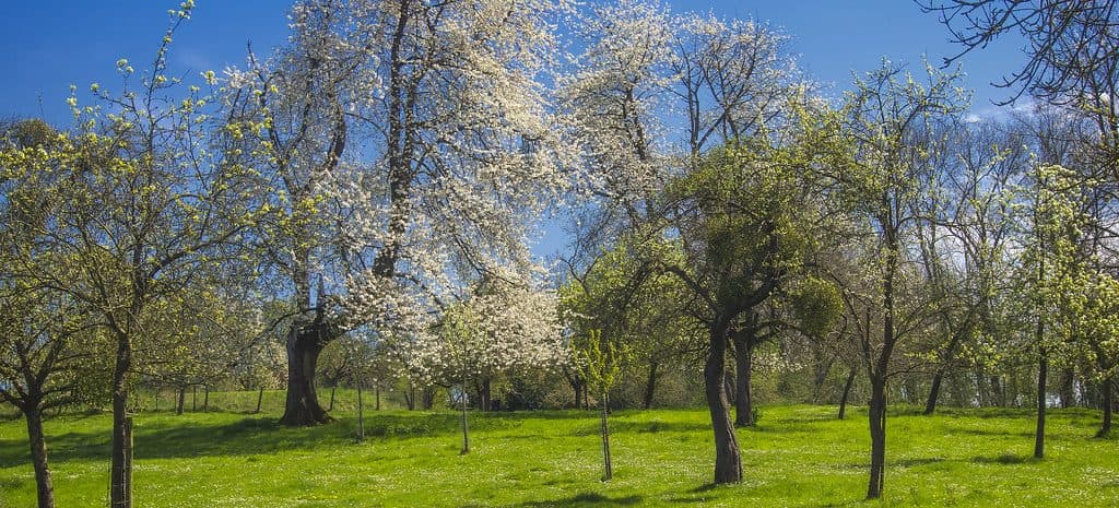Vander Meer Orchards
